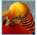 Golden Pheasant