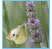 Lavender Butterfly